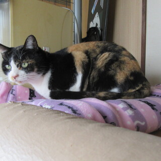 三毛猫　女の子　2才位