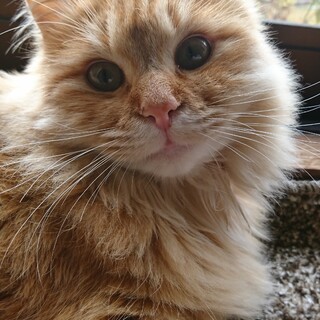 なでなで大好き ふわふわ猫ちゃん