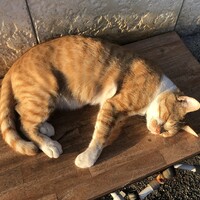 名前はまだありません