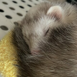 フェレット　男の子元気です！