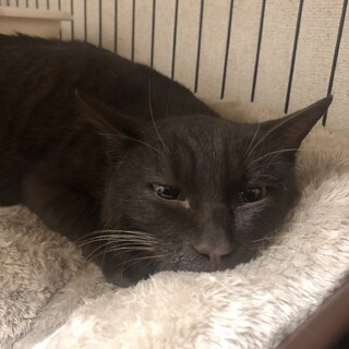 ありがとうございました★ぷくぷく坊やブラウンくん