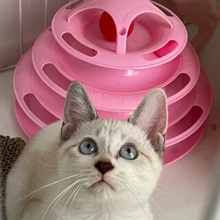 とっても元気いっぱい、でもシャイな子です。