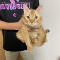 抱いているのは息子でお腹見せて撫でて欲しい子です