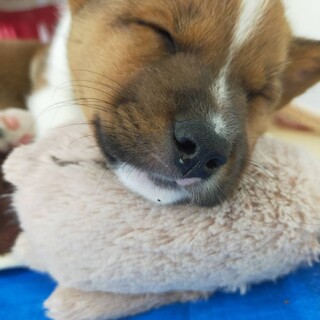 【ネム】雑種犬生後約2ヶ月里親募集!