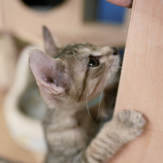 人も猫も大好き♡いつも側にいたいんだ♡