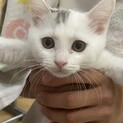 3匹兄弟里親募集（かける君）