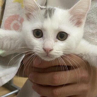 3匹兄弟里親募集（かける君）