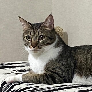 トライアル＜バズ♂＞キジ白の可愛い男の子