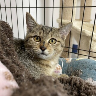 大人しく可愛いムギワラちゃん