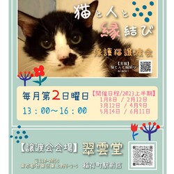 ★ 猫の譲渡会 in 稲荷町 ★
