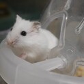 【12/19〜】ハムスターの赤ちゃん譲ります
