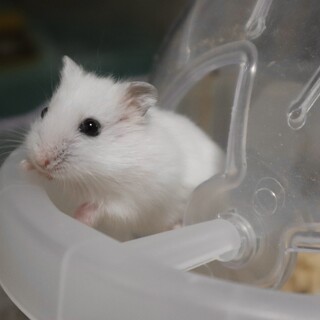 【12/19〜】ハムスターの赤ちゃん譲ります