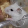 【12/19〜】ハムスターの赤ちゃん譲ります サムネイル2