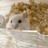 【12/19〜】ハムスターの赤ちゃん譲ります サムネイル4