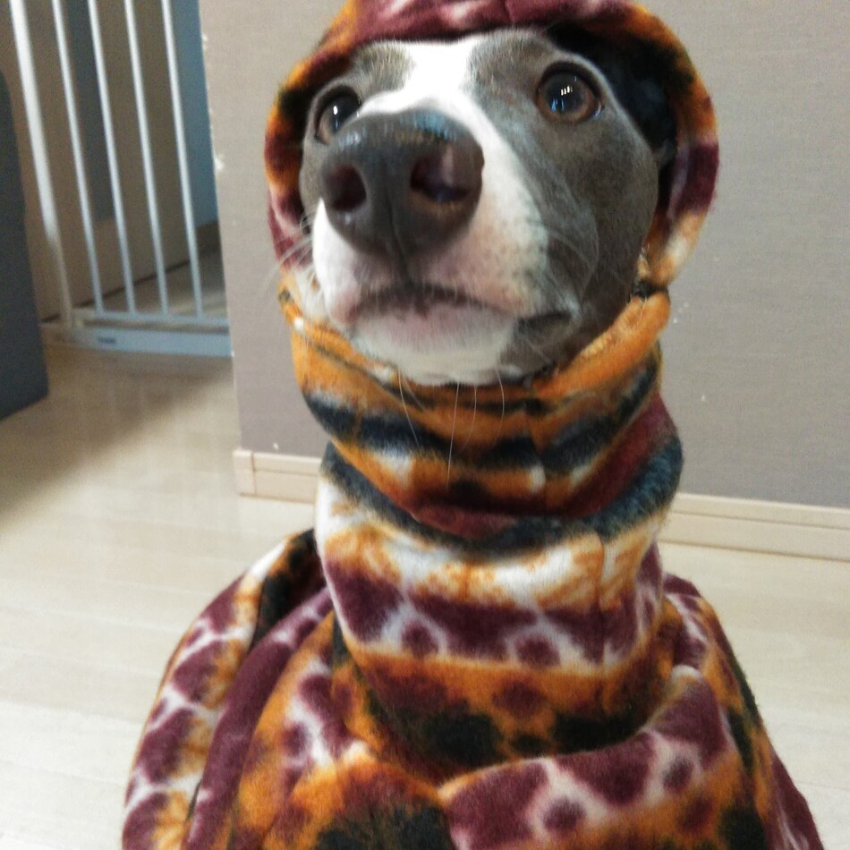 マッシュのカバー写真