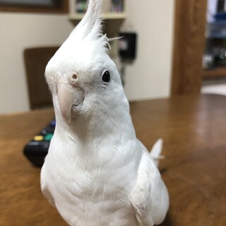 可愛がってくださる方