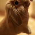 オス7年11ヶ月のわんぱくぼーい