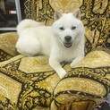 血統書付き　北海道犬♂2歳