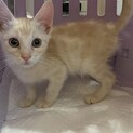 急募!! スコティッシュフォールドMix 子猫