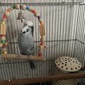 1歳のおとなしい大型セキセインコちゃん　募集再開