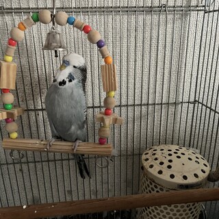1歳のおとなしい大型セキセインコちゃん　募集再開