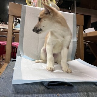 生後約3ヶ月の子犬里親緊急募集