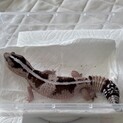 ニシアフリカトカゲモドキ里親様募集