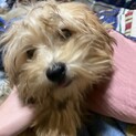 子犬5ヶ月トイプーとヨーキー