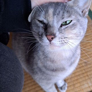 おしゃべりで人懐っこいあずきちゃん