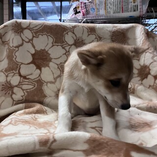 生後約3ヶ月の子犬里親緊急募集