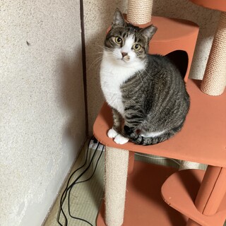 豹柄のソックス足が素敵な猫ちゃん