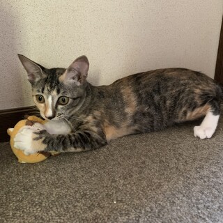 ⑤苺　9か月　三毛　メス　甘えん坊