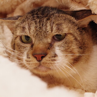 のんびり屋の千之助くん（川崎市）