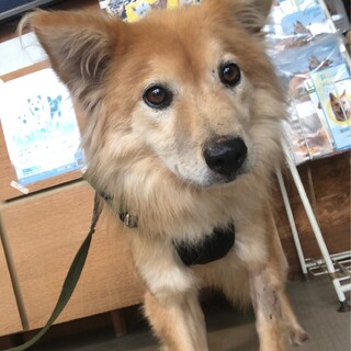 お散歩大好き、モフモフな【クロジくん】♪
