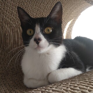 お鼻に隠れミッキー☆　志乃♀