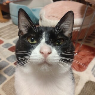 ピンクのお鼻の甘えん坊♡　格さん♂