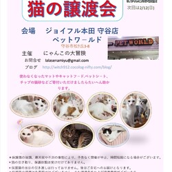 ジョイフル本田守谷店保護猫譲渡会