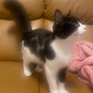 フワフワしっぽのクッキーくん