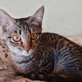 人も猫も大好き！物怖じしないミントちゃん