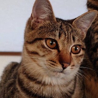 慎重だけど心許したらトコトン甘えん坊。ムースちゃん