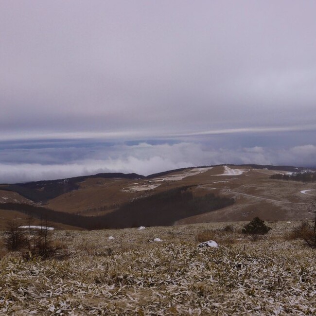 デール子のカバー写真