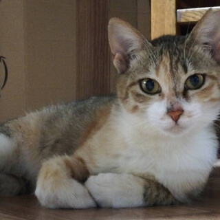 人慣れ練習中三毛ちゃん♡