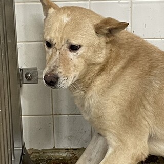 処分対象です。収容期限12/26朝迄