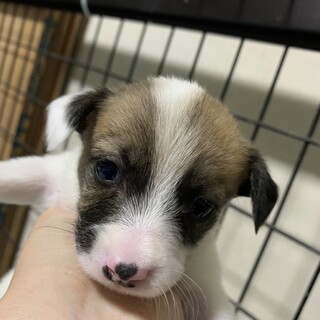 小柄な男の子 パピー