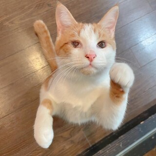 べったり甘えん坊☆ちゃー