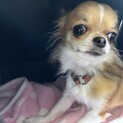 まだまだ子犬！やんちゃチワワの『カルメ』くん