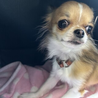 まだまだ子犬！やんちゃチワワの『カルメ』くん