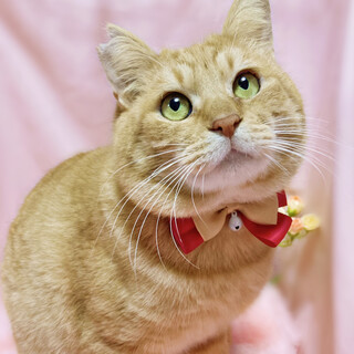 性格抜群◎犬みたいに人懐っこい『きーちゃん』３歳