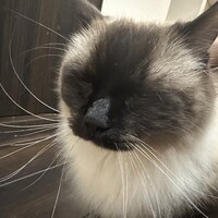 もち