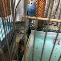 メス　セキセイインコ
